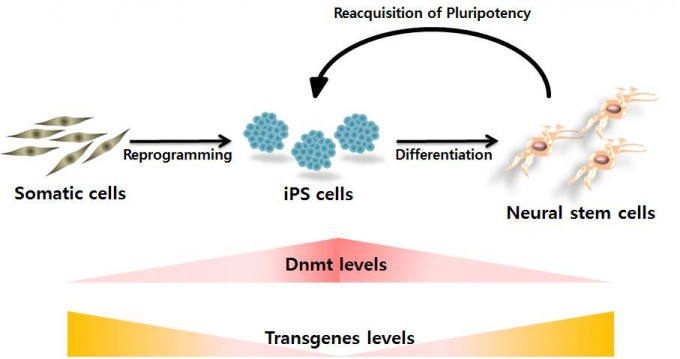 체세포에서 iPS세포로 역분화될 때는 DNA 메틸화효소(Dnmt)가 많아 외부유전자의 발현을 억제하지만, iPS세포에서 신경줄기세포로 분화한 뒤로는 이 효소가 줄면서 외부유전자의 역분화 기능이 되살아나 신경줄기세포의 일부가 iPS세포로 되돌아가는 현상이 발생한다. - 건국대 제공